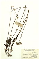 藏品(Hynura)的圖片
